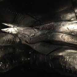 いつまで釣れてくれるのか