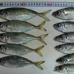 ポーアイ北公園で中アジ