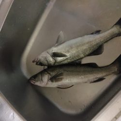 シーバス入れ食い