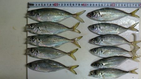 ポーアイ北公園で中アジ