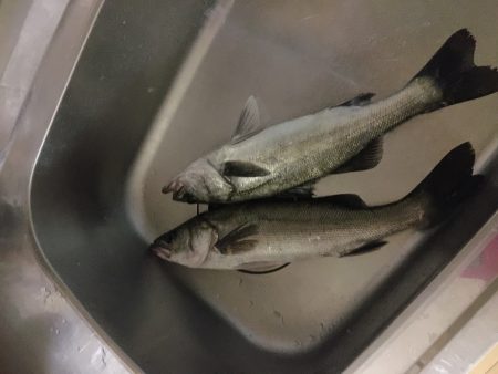 シーバス入れ食い