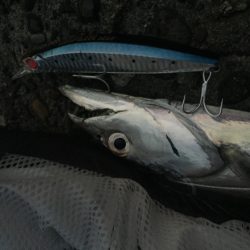 ちょろっと朝マズメ♪