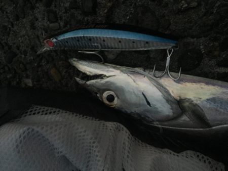 ちょろっと朝マズメ♪