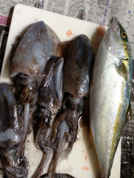 イカとハマチ