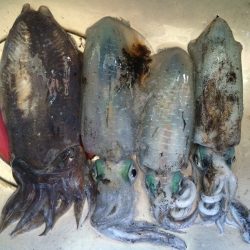 ふらっとうろうろ釣行