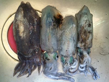 ふらっとうろうろ釣行