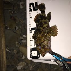 ゴロタ浜でアジング