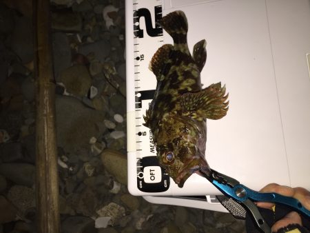 ゴロタ浜でアジング