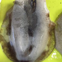 めっちゃ寒いなか、アオリイカ