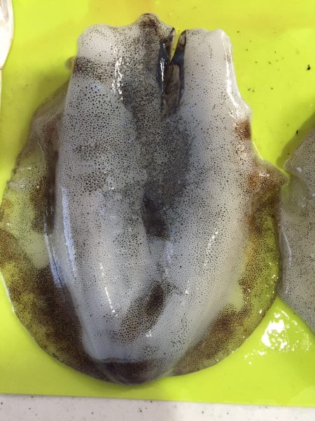 めっちゃ寒いなか、アオリイカ