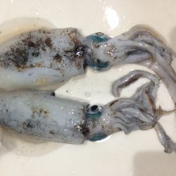 ちっちゃいケド烏賊釣ったぞー