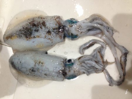 ちっちゃいケド烏賊釣ったぞー