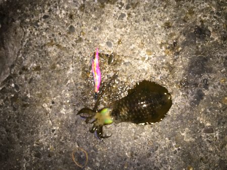 鹿を見ながらランガン！