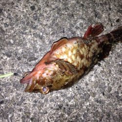 アナゴ狙いに‼︎