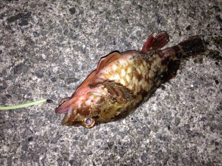 アナゴ狙いに‼︎