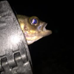 アジング。メバリング 第2弾