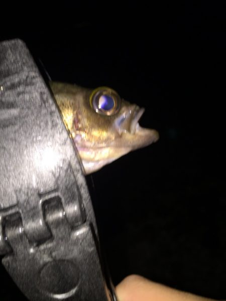 アジング。メバリング 第2弾