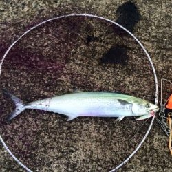 サゴシパーティー！