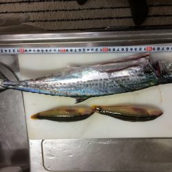 ジギングでサゴシ