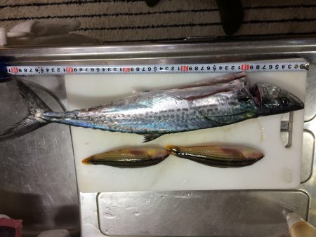 ジギングでサゴシ