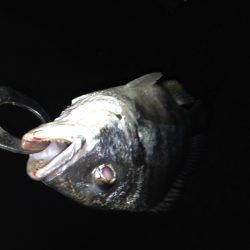 うれしい外道！