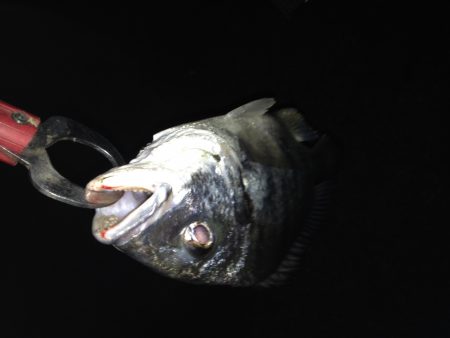 うれしい外道！