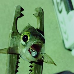 渋いですねぇ…