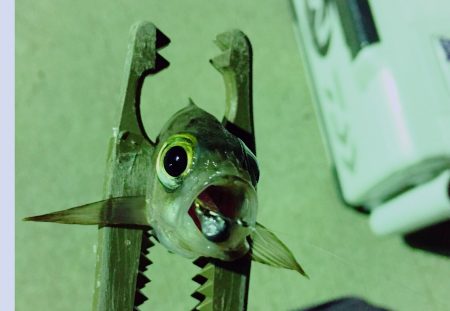 渋いですねぇ…