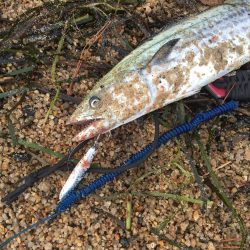 サゴシが釣れました