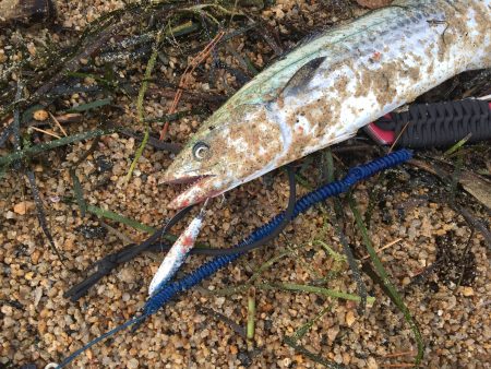 サゴシが釣れました