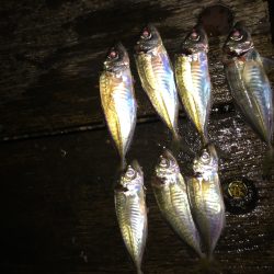 アジさんこんにちは