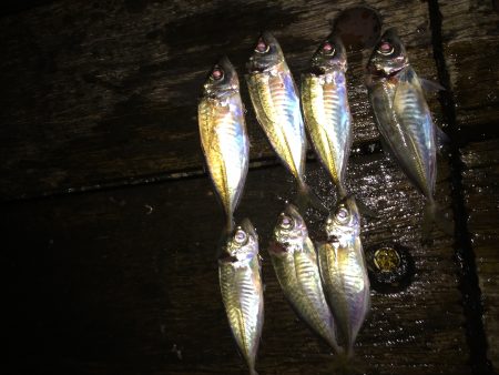 アジさんこんにちは