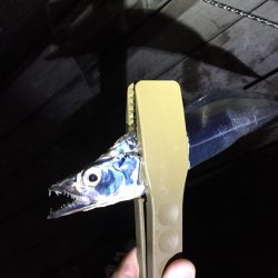 アジングシーズン