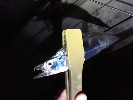 アジングシーズン