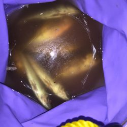 アジアジアジ〜太刀魚はいったい