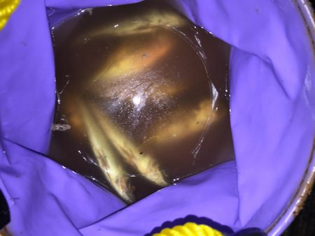 アジアジアジ〜太刀魚はいったい