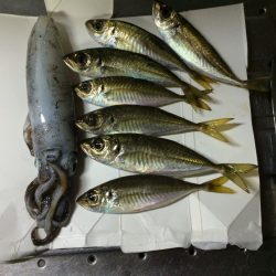 久美浜でエギング