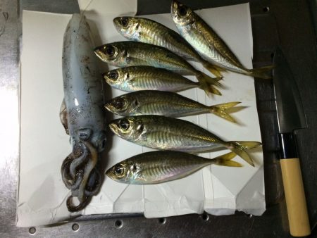 久美浜でエギング