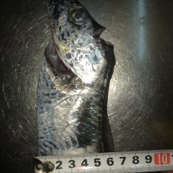 今日は渋かったぁ