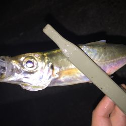 いつもより沖目に