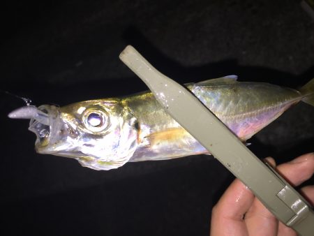 いつもより沖目に