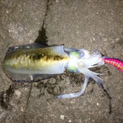 又々アオリイカ釣ったぞー。
