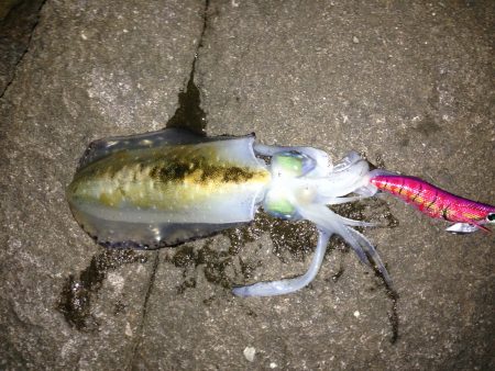 又々アオリイカ釣ったぞー。