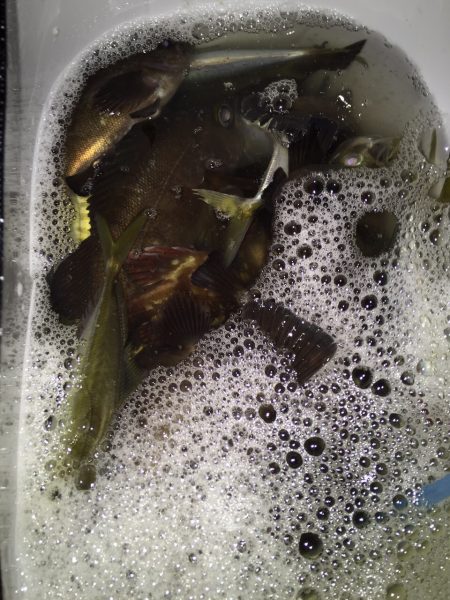 メバリング。アジング。第3弾 INゴルフ場浦