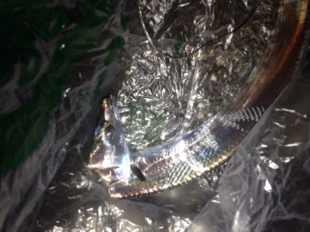 タチウオワインド