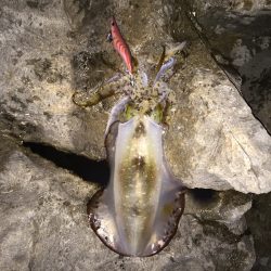 今秋2度目の遠征！