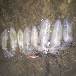 アオリイカ遠征