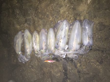 アオリイカ遠征