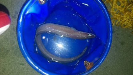 夜釣りでアナゴ