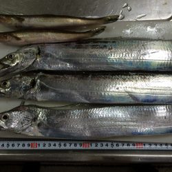 太刀魚ワインド